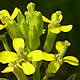[photo of Small-flowered Wallflower]