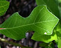 [photo of violin-shaped leaves]