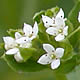 [photo of Rough Bedstraw]