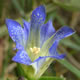 [photo of Pleated Gentian]