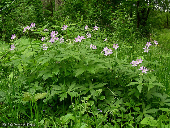 Geranium maculatum (Wild Geranium) Minnesota Wildflowers