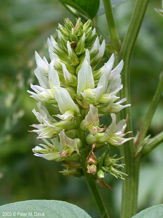 Glycyrrhiza lepidota (Wild Licorice) Minnesota Wildflowers