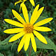 [photo of Woodland Sunflower]
