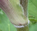 [photo of sheath and stem]