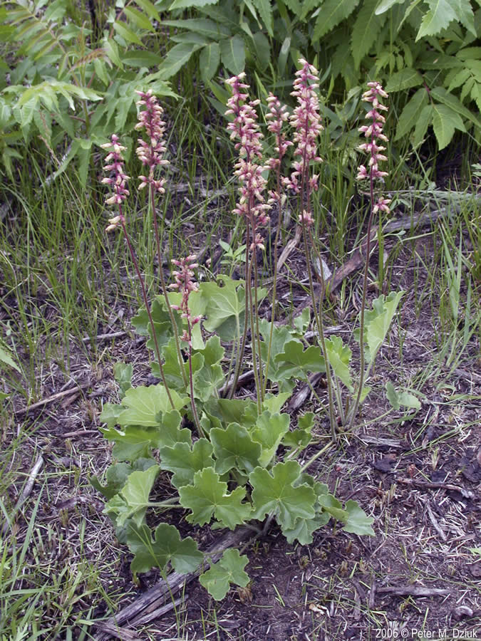 Heuchera richardsonii (Prairie Alumroot) Minnesota