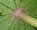 [leaf underside]