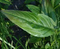 [photo of upper leaf]