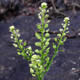 [photo of Green-flowered Peppergrass]