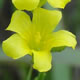 [photo of Grooved Yellow Flax]