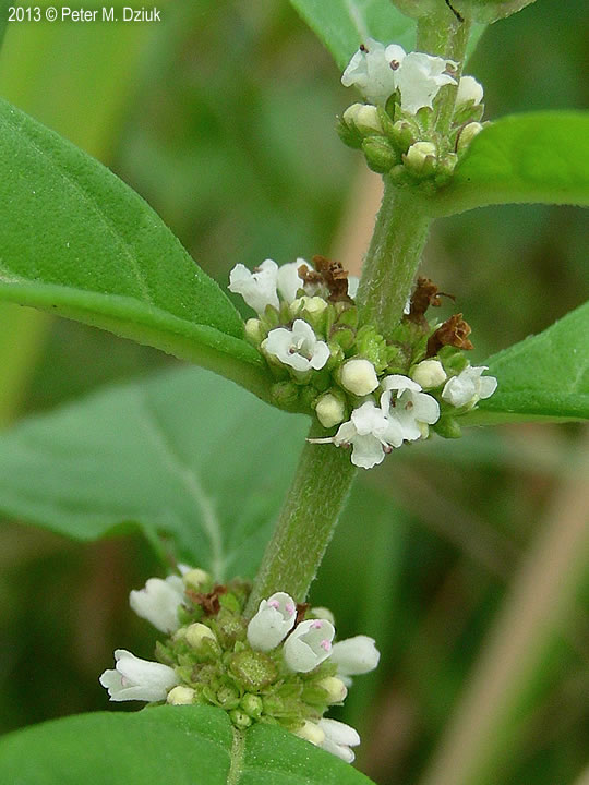 Lycopus uniflorus (Northern Bugleweed) Minnesota Wildflowers