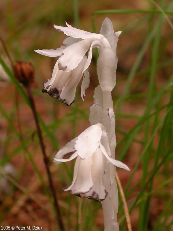 Monotropa uniflora (Indian Pipe): Minnesota Wildflowers