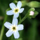 [photo of Smaller Forget-me-not]