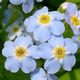[photo of True Forget-me-not]