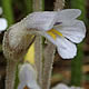[photo of One-flowered Broomrape]