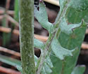 [photo of stem leaf]