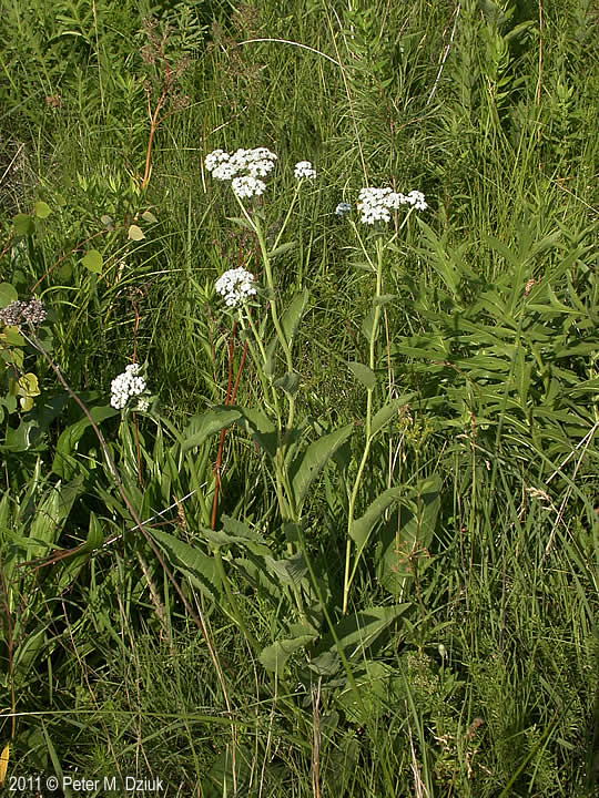 Parthenium integrifolium (Wild Quinine) Minnesota Wildflowers