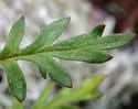 [photo of mid-stem leaf]