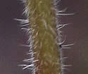 [photo of stem hairs]