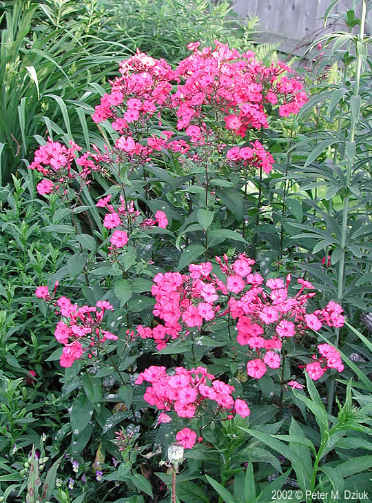 Phlox paniculata (Garden Phlox) Minnesota Wildflowers