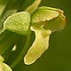 [photo of Tubercled Rein Orchid]