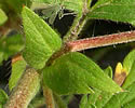 [photo of stipules and stem leaves]