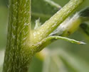 [photo of stipules and hairy stem]