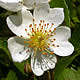 [photo of Multiflora Rose]