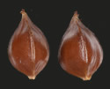 [photo of grain variations, and seed]