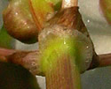 [photo of bracts and sepals]