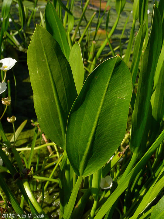 thumbnail interactive-video image 1 of Sagittaria Rigida Sessilefruit Arrowhead – Bare Root Native Water Plant For Ponds & Water Gardens 1 of 6