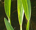 [photo of emersed leaves]