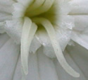 [photo of female flower]