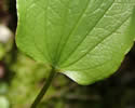 [photo of leaf]
