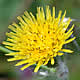 [photo of Spiny Sowthistle]
