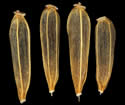 [photo of seeds]