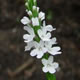 [photo of Narrow-leaved Vervain]