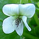 [photo of Small White Violet]