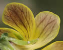 [photo of sepals, spur and back of petals]