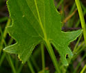 [photo of mature leaf]