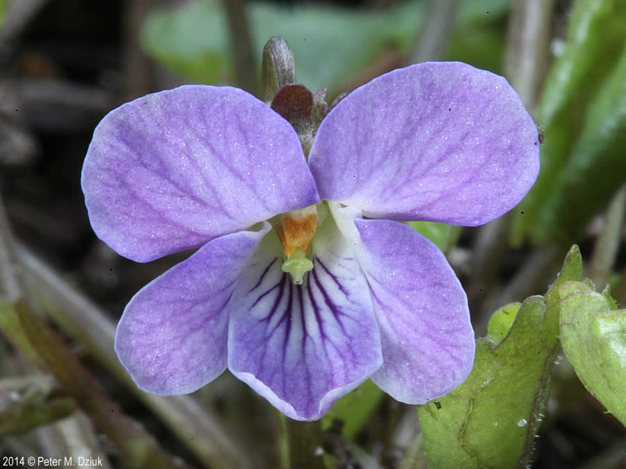 Viola selkirkii (Greatspurred Violet) Minnesota Wildflowers