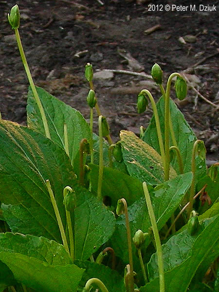 Viola primulifolia (Primrose-leaved Violet): Minnesota 