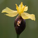 [photo of Northern Yellow-eyed Grass]