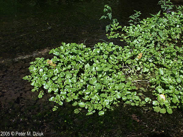 Nasturtium officinale (Watercress) Minnesota Wildflowers