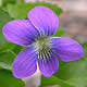 [photo of Common Blue Violet]