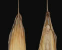[photo of mature floret and grain]
