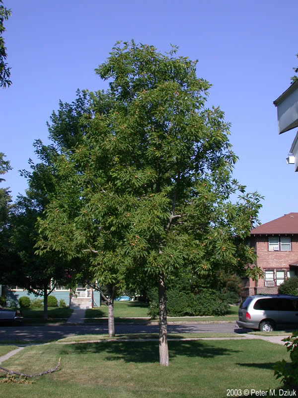 Aesculus Glabra TREES 15-20" TALL OHIO BUCKEYE 1 