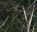 [photo of spikelet cluster]