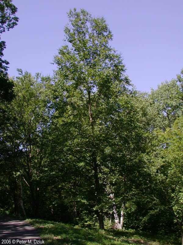 Betula alleghaniensis (Yellow Birch): Minnesota Wildflowers