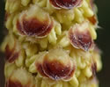 [photo of catkins]
