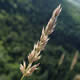 [photo of Purple Reedgrass]